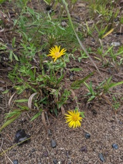 Heterotheca villosa