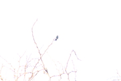 Cynanthus doubledayi