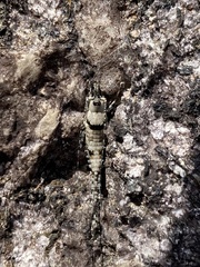 Archaeognatha