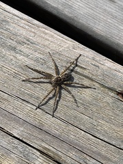 Dolomedes scriptus
