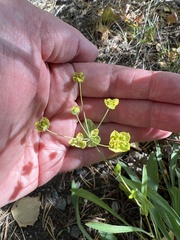 Bupleurum multinerve