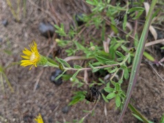Heterotheca villosa
