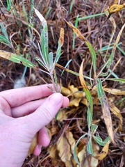 Oenothera macrocarpa