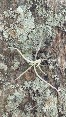 Tillandsia recurvata