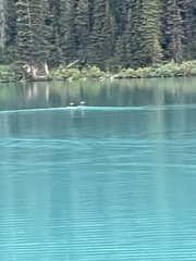 Aechmophorus clarkii