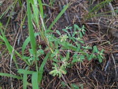 Euphorbia glyptosperma