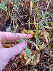 Oenothera macrocarpa