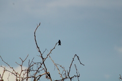 Cynanthus doubledayi