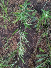 Chenopodium pratericola