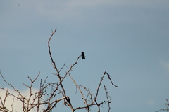 Cynanthus doubledayi