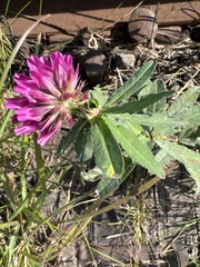 Trifolium lupinaster