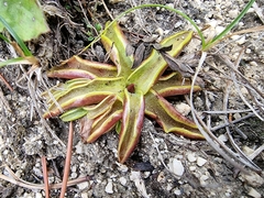 Pinguicula alpina