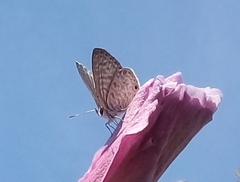 Leptotes pirithous