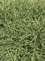 Salsola collina