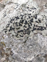 Arthonia radiata