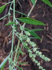 Chenopodium pratericola