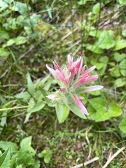 Castilleja miniata miniata