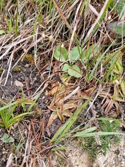 Pinguicula alpina