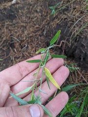 Chenopodium pratericola