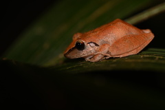 Pristimantis reichlei