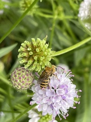Colletes hederae