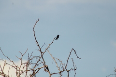 Cynanthus doubledayi