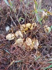 Oenothera macrocarpa