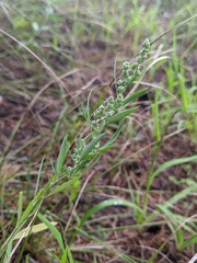 Chenopodium pratericola