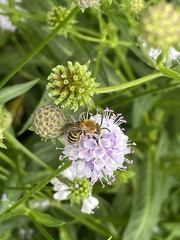 Colletes hederae