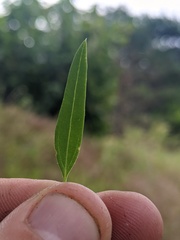 Chenopodium pratericola