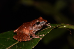 Pristimantis reichlei