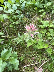 Castilleja miniata miniata