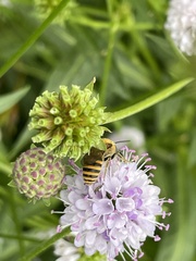 Colletes hederae