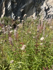 Cirsium serratuloides
