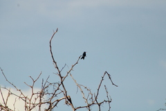 Cynanthus doubledayi