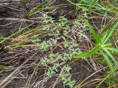 Euphorbia glyptosperma