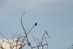 Cynanthus doubledayi