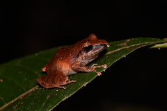 Pristimantis reichlei