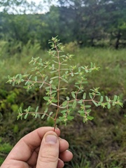 Euphorbia glyptosperma