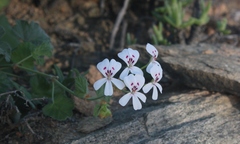 Pelargonium echinatum