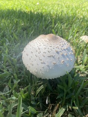 Chlorophyllum molybdites image