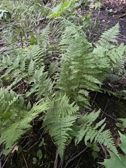 Athyrium