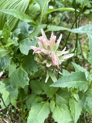 Castilleja miniata miniata