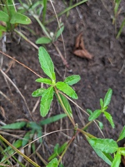Croton glandulosus