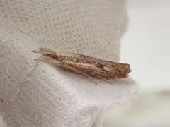 Agriphila geniculea