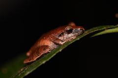 Pristimantis reichlei