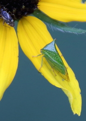 Stictocephala bisonia