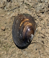 Potamilus fragilis