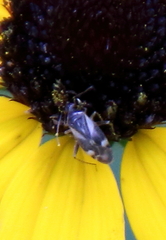 Plagiognathus obscurus