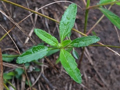 Croton glandulosus